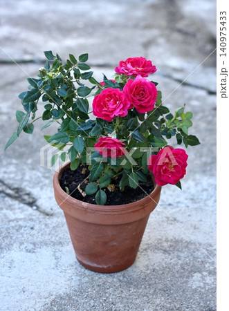 Flowerpot with red roses in the garden. 140975433