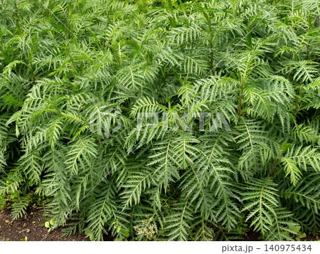 有毒植物 ヨモギギク 有毒植物 ヨモギギク 140975434