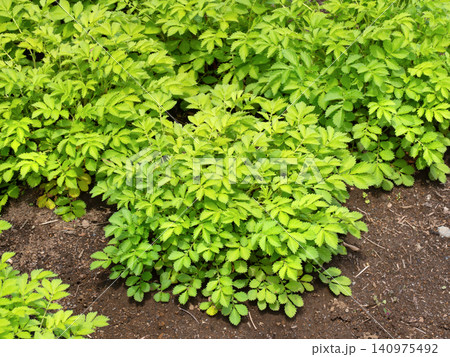 薬用植物 キンミズヒキ 薬用植物 キンミズヒキ 140975492