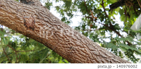 A close-up photo of rough tree bark texture against a natural green background. 140976002