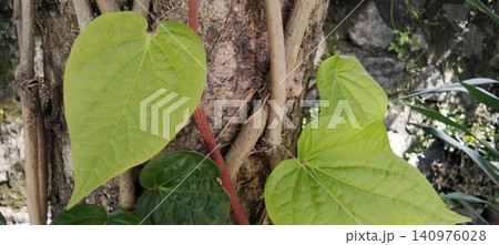 Heart-shaped green leaves of a climbing plant growing on a tree trunk in a tropical setting. Heart-shaped green leaves of a climbing plant growing on a tree trunk in a tropical setting. 140976028