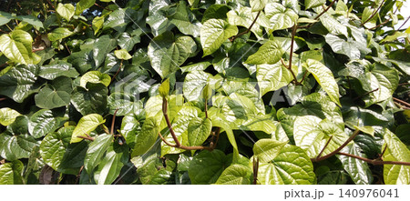 Lush green, heart-shaped leaves of a climbing plant in a tropical garden. Lush green, heart-shaped leaves of a climbing plant in a tropical garden. 140976041