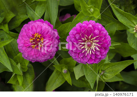 ヒャクニチソウの花のクローズアップ ヒャクニチソウの花のクローズアップ 140976171