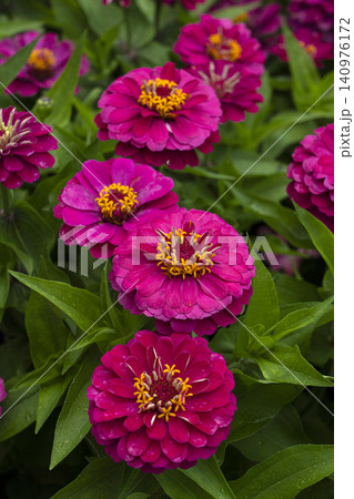 ヒャクニチソウの花のクローズアップ ヒャクニチソウの花のクローズアップ 140976172