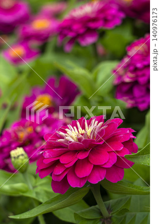 ヒャクニチソウの花のクローズアップ ヒャクニチソウの花のクローズアップ 140976173