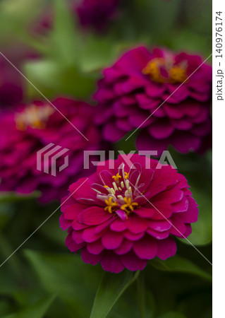 ヒャクニチソウの花のクローズアップ ヒャクニチソウの花のクローズアップ 140976174