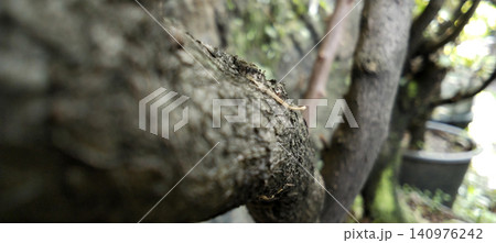 A close-up photo of a tree branch with rough bark and a natural bokeh background. 140976242