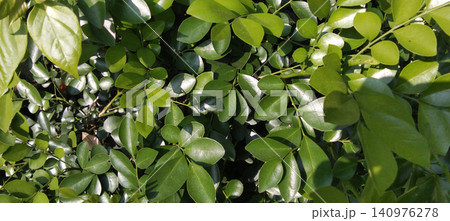 Lush green foliage illuminated by natural sunlight. Lush green foliage illuminated by natural sunlight. 140976278