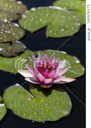 睡蓮の花のクローズアップ 睡蓮の花のクローズアップ 140976371
