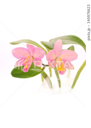 カトレア ピンクと黄色の混ざった花 明るい背景 カトレア ピンクと黄色の混ざった花 明るい背景 140976623