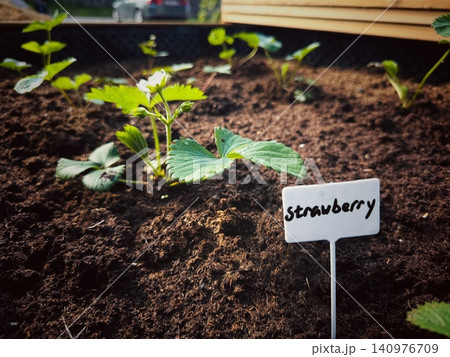 A raised garden bed filled with blooming strawberry plants, with a plant marker labeled "Strawberry" inserted into the soil A raised garden bed filled with blooming strawberry plants, with a plant marker labeled "Strawberry" inserted into the soil 140976709