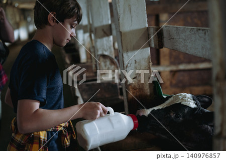 A teenage boy feeds a calf with milk using a feeding bottle fitted with a nipple inside a cowshed 140976857