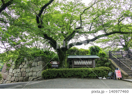 梅雨の小田原城址公園 140977460