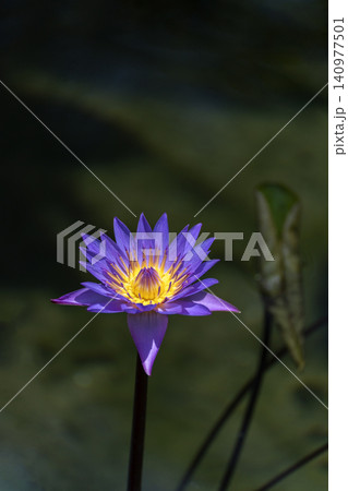 色の鮮やかな熱帯性スイレンの花のクローズアップ 色の鮮やかな熱帯性スイレンの花のクローズアップ 140977501