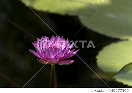 色の鮮やかな熱帯性スイレンの花のクローズアップ 色の鮮やかな熱帯性スイレンの花のクローズアップ 140977509