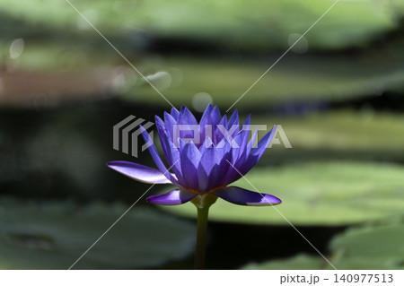 色の鮮やかな熱帯性スイレンの花のクローズアップ 140977513