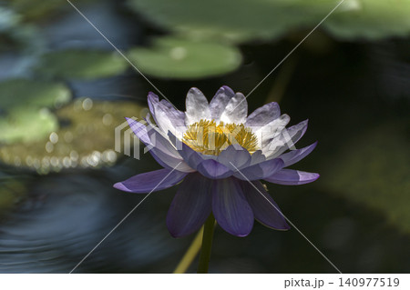 色の鮮やかな熱帯性スイレンの花のクローズアップ 色の鮮やかな熱帯性スイレンの花のクローズアップ 140977519