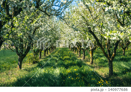 Apple Orchard in Blossom Sustainable Eco Flowering Trees Apple Orchard in Blossom Sustainable Eco Flowering Trees 140977686
