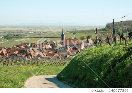 Winding Vineyard Path Toward Church Steeple Afternoon 140977895