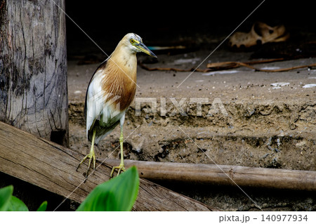 Javan Pond Heron Perched Elegantly in Urban Habitat, Showcasing Beauty and Serenity of Wildlife Animal Javan Pond Heron Perched Elegantly in Urban Habitat, Showcasing Beauty and Serenity of Wildlife Animal 140977934