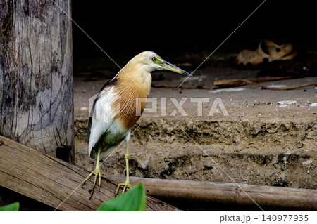 Javan Pond Heron Perched Elegantly in Urban Habitat, Showcasing Beauty and Serenity of Wildlife Animal Javan Pond Heron Perched Elegantly in Urban Habitat, Showcasing Beauty and Serenity of Wildlife Animal 140977935