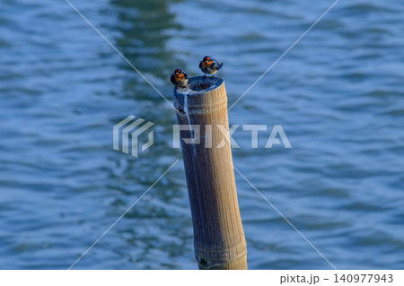 Two Welcome Swallows Perched on a Wooden Post Two Welcome Swallows Perched on a Wooden Post 140977943