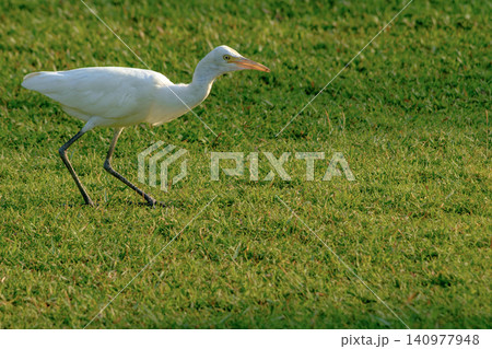 Elegant white egret walking gracefully on lush green grass field Elegant white egret walking gracefully on lush green grass field 140977948