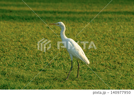 Tall white egret standing still in open grassy landscape Tall white egret standing still in open grassy landscape 140977950