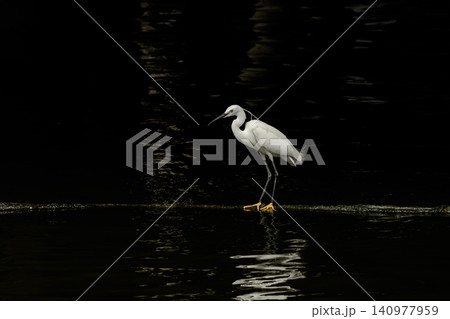 White Little Egret Standing on Rope Over Dark Rippling Water White Little Egret Standing on Rope Over Dark Rippling Water 140977959