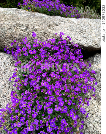 Bright purple flowers flourish among large rocks in a serene natural environment, showcasing their beauty under clear daylight in a peaceful outdoor location 140978032