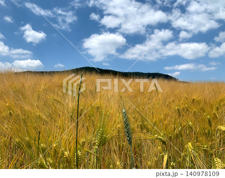 Wheat plants sway gently in a sunlit field while fluffy clouds float above a distant hill, capturing a peaceful rural scene Wheat plants sway gently in a sunlit field while fluffy clouds float above a distant hill, capturing a peaceful rural scene 140978109