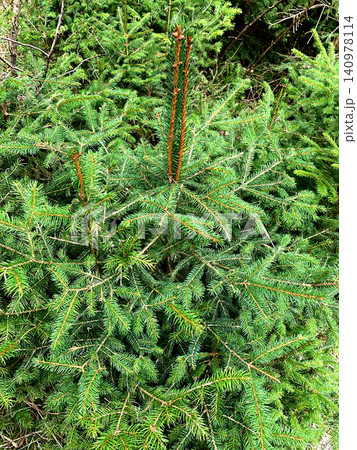 Bright green spruce tree showcases new growth on a clear day in a peaceful forest environment Bright green spruce tree showcases new growth on a clear day in a peaceful forest environment 140978114