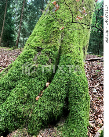 A thick tree trunk is covered in vibrant green moss, surrounded by tall trees in a peaceful forest setting 140978117