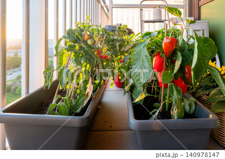 Abundant balcony harvest ripe red peppers spilling from container 140978147