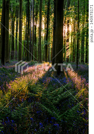 Sunlit bluebell carpet beneath beech canopy Sunlit bluebell carpet beneath beech canopy 140978171