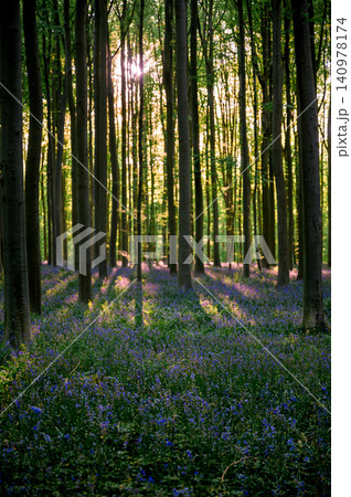 Golden hour bluebell path through tall beeches Golden hour bluebell path through tall beeches 140978174