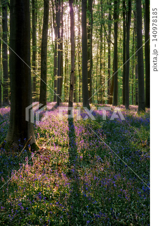 Filtered sunlight through tall beech trunks Filtered sunlight through tall beech trunks 140978185