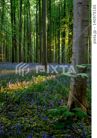 Backlit bluebell understory beneath tall beech. Soft green canopy Backlit bluebell understory beneath tall beech. Soft green canopy 140978188
