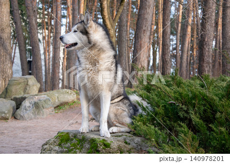 A beautiful husky sits on a rock amidst thick pine trees, enjoying the serene natural environment in the late afternoon light A beautiful husky sits on a rock amidst thick pine trees, enjoying the serene natural environment in the late afternoon light 140978201