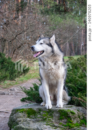 A beautiful husky sits on a moss-covered rock surrounded by lush greenery and trees on a sunny day in a peaceful forest A beautiful husky sits on a moss-covered rock surrounded by lush greenery and trees on a sunny day in a peaceful forest 140978203