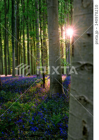Young sapling framed by beech trunks Young sapling framed by beech trunks 140978210