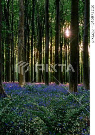 Vast violetblue carpet of bluebells stretching between tall beech Vast violetblue carpet of bluebells stretching between tall beech 140978216