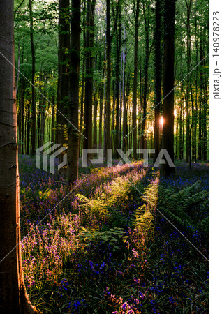 Sunlit path through bluebell beechwood Sunlit path through bluebell beechwood 140978223