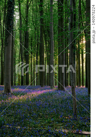 Soft dusk light settling across bluebellcovered forest floor with Soft dusk light settling across bluebellcovered forest floor with 140978224