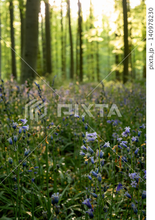 Wildflower meadow at forest edge Wildflower meadow at forest edge 140978230