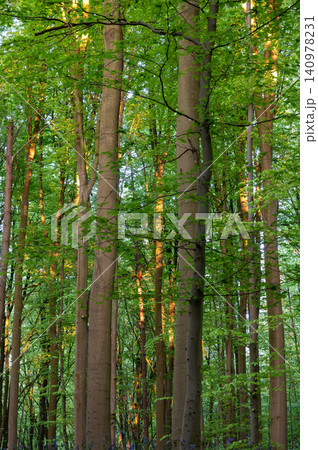 Close composition of beech trunks and lush green canopy Close composition of beech trunks and lush green canopy 140978231