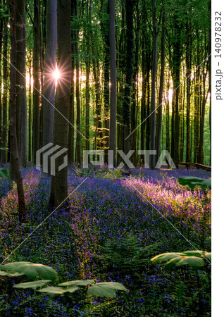 Starburst sunbeams threading through slender trunks 140978232