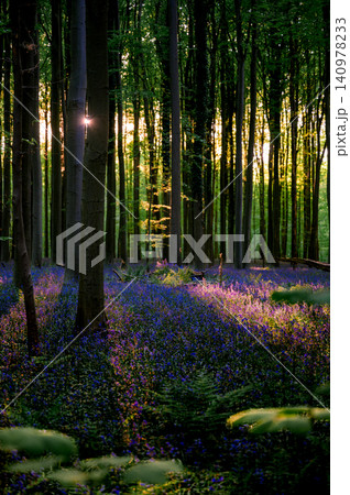 Foreground bluebells catching warm side light Foreground bluebells catching warm side light 140978233
