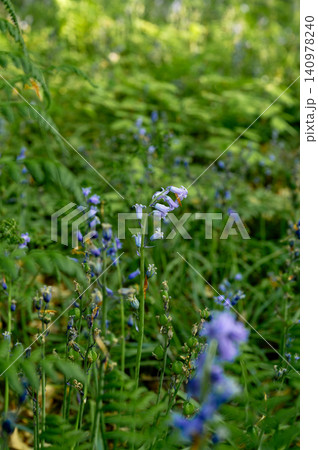 Closeup bluebell flowers in forest Closeup bluebell flowers in forest 140978240