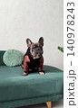 A fashionable French Bulldog sits proudly on a green couch, showcasing its unique outfit in a cozy indoor environment 140978243
